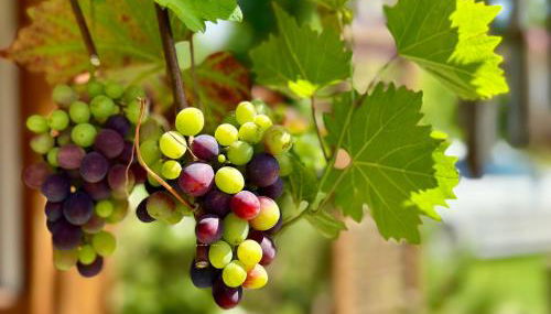 Seezeit Storkow & romantisches Baumhaus - Foto 3, Garden, Garden view