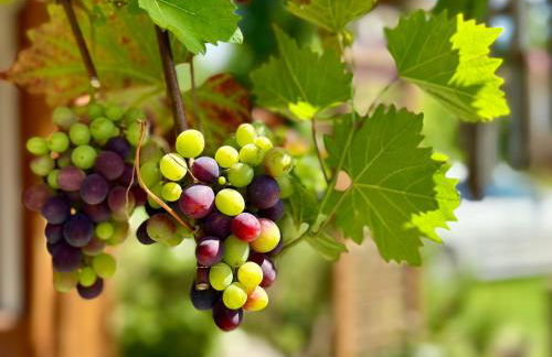 Seezeit Storkow & romantisches Baumhaus - Foto 3