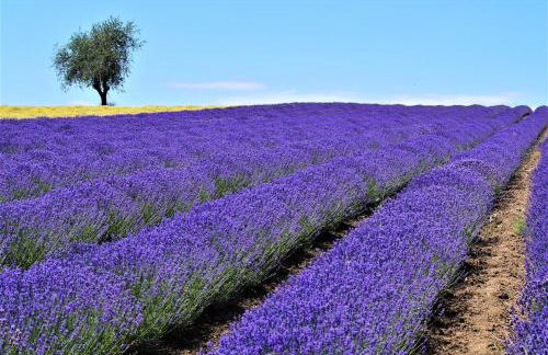 Infinite blue Horizon Elegance Hospitality - Photo 35