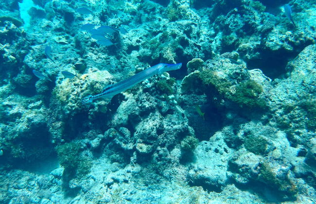 Catalina Island & Chavon River Day Trip - Foto 9