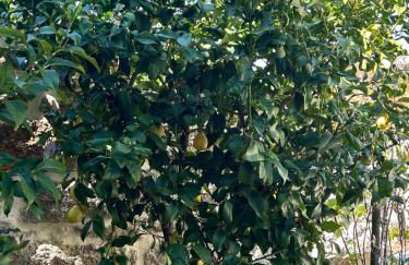 Casa de Miguel Chôco - Foto 14