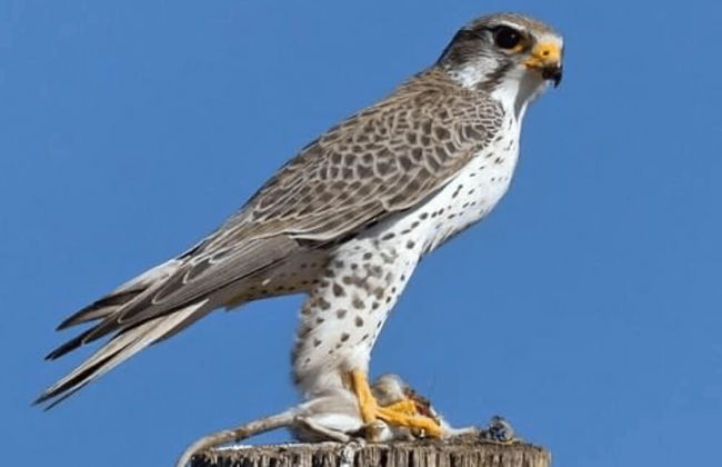 Tree of Life Junoon in The Hills - Foto 28