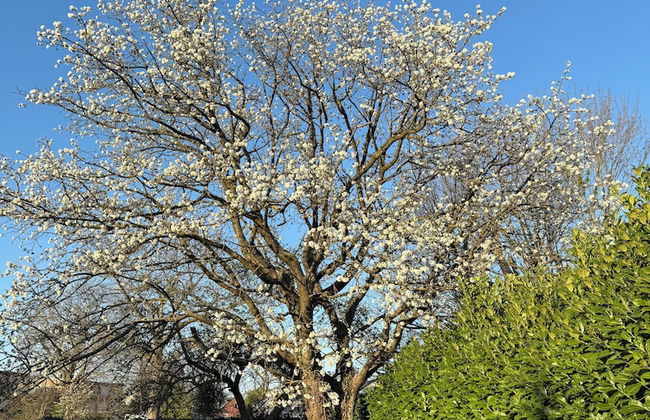 The Beautiful White House - Foto 22