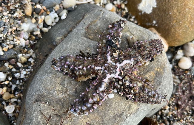 Premium Luxury-casares Del Mar-seaside Apartment - Foto 26