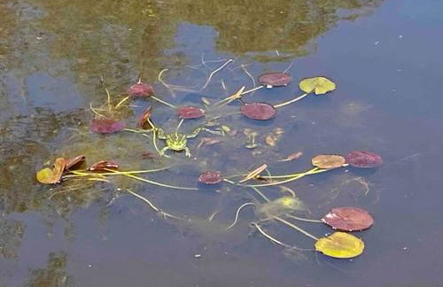 Auszeit inmitten der Natur - its a kind of magic - Foto 26