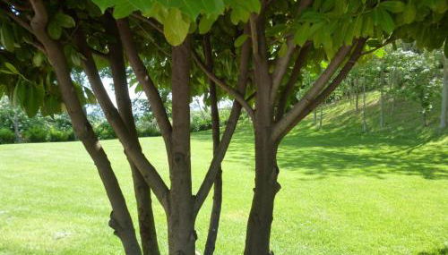 Agriturismo Vivace - Foto 5, Garden, Garden view