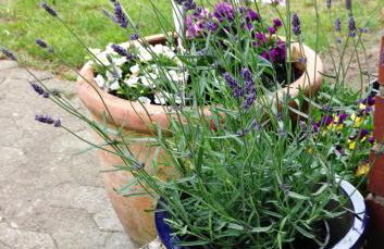 Reiterhof Winandy - Foto 7