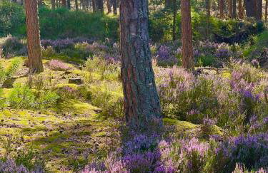 SeaUSasino - Luksusowe Drewniane Domy z Kominkami - Foto 50