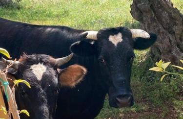 Small paradise in Saint Nicolas Village ! - Foto 32