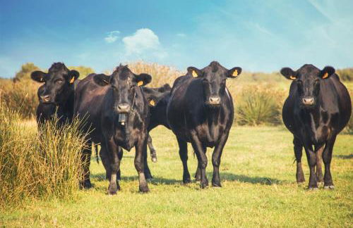 Domaine de Mérins, 10 couchages avec piscine, face à la rivière, à 4km de la plage - Foto 25