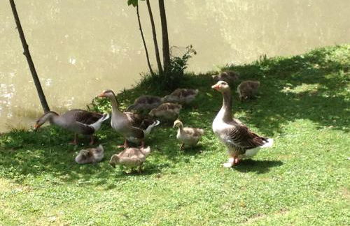 le petit clos - Photo 10