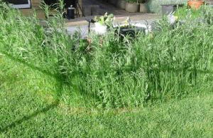 Wikingerstadt 1 - Foto 22