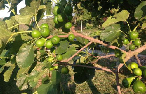 Quinta dos Castanheiros - Turismo Rural - Foto 21