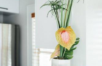 Hemingway KeyWest Vibes-mid term 2BR/1ba | St Pete - Foto 35