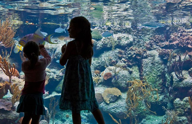 Xcaret Basic Eintrittskarte - Foto 1