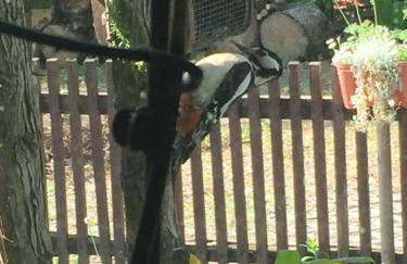 Feriendomizil Mikesh - Foto 38