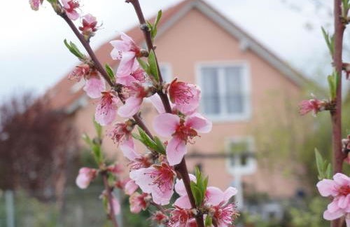 Ferienwohnung Westend - Foto 29