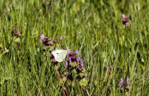 Casa da Mina - Foto 28