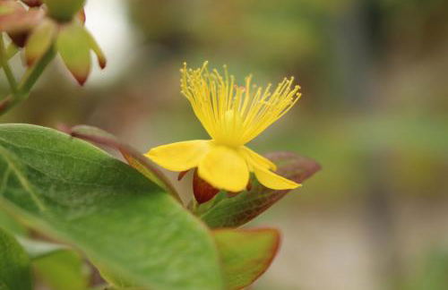 Casa do Regueirinho - Foto 9