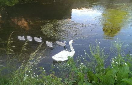 Queens Cottage Salisbury - Foto 11