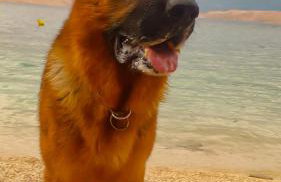 Mila's pet friendly holiday house with private beach place and sunbeds included - Photo 22