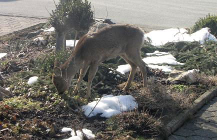 Ferienhaus Marienweg - Foto 61