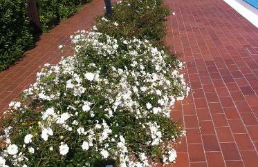 Appartamento Elena - Foto 38