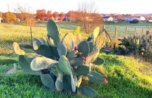 Casa Ar da Beira - Serra da Estrela - Belmonte - Foto 17