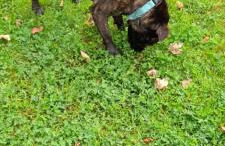 Hilltop Lodge - Foto 14