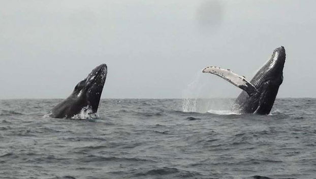 Dos ballenas jorobadas