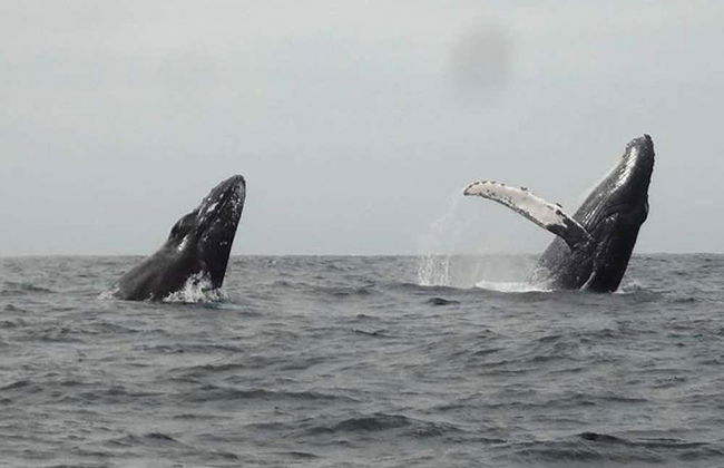 Plata Island Day Trip - Photo 5