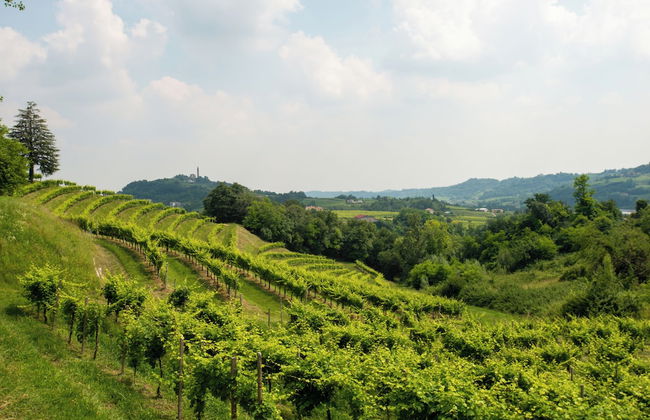 Tenuta Castagnera - Photo 61