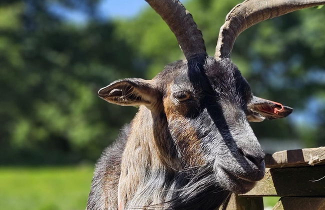 Idlewild Animal Sanctuary Farmhouse Stay - Charity - Photo 24