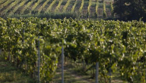 Agriturismo Le Baccane - Foto 5