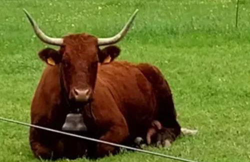 Villa 3 chambres à Saint-Cirgues-de-Malbert avec piscine - Foto 49