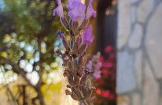 Apartman M&M Žminj - Foto 28