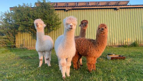 Huus Marschkiek - Foto 5