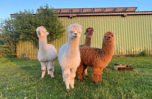 Huus Marschkiek - Foto 5