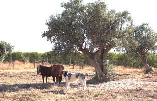 Monte da Figueira Brava - Foto 40