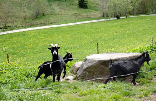 Rutscherhof Breitnau - Photo 34
