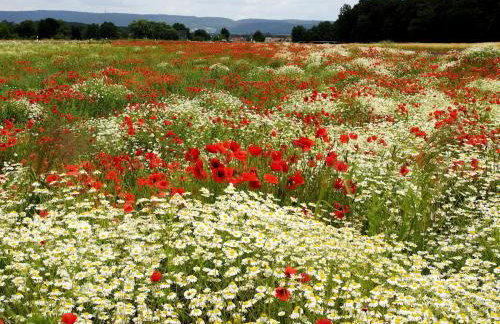 FeWo Die Dittrichs - Photo 11