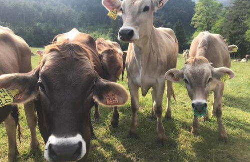 Dimora Natura-Riserva Naturale Valle di Bondo - Photo 37
