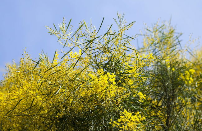 Park Avenue - Forest Hill - Photo 26