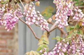 Cascina Burroni - Foto 45