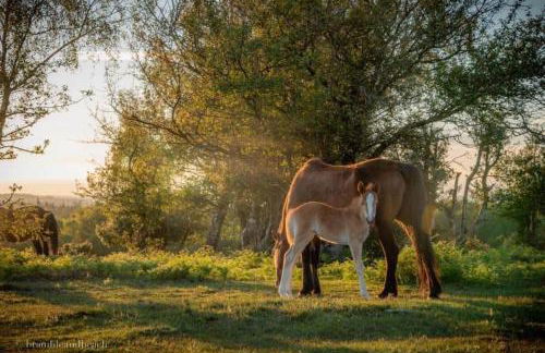 Bumble Lodge New Forest - Foto 26