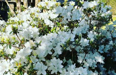 Casa Rural O Vilar - Foto 38