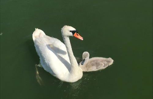 Bungalow-Jessern Ferienhaus im Grünen mit Seeblick - Foto 48