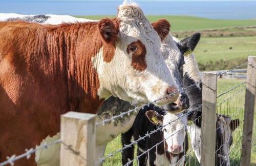 Corsewall Castle Farm Lodges - Foto 46