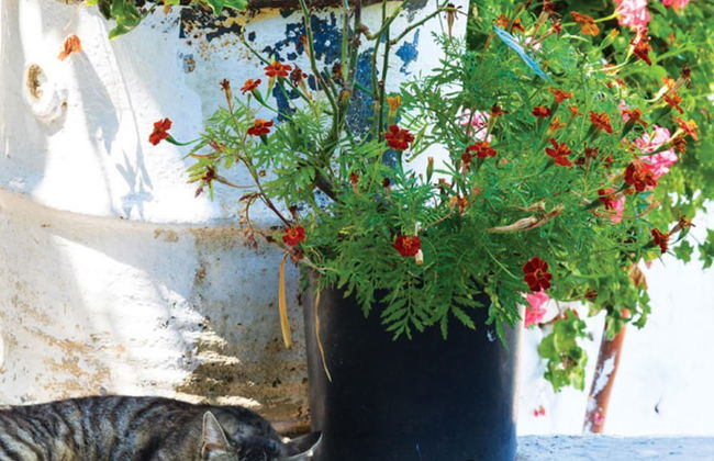 Loutsa Waterside in Vathy - Foto 10