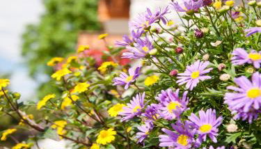 Gäste- und Appartementhaus Stachl - Photo 3